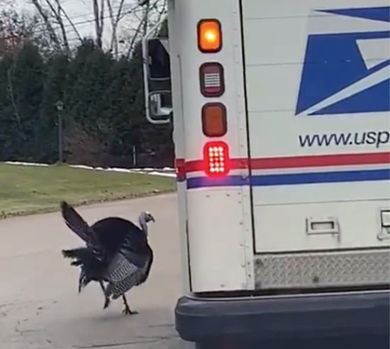 Turkey and mail truck
