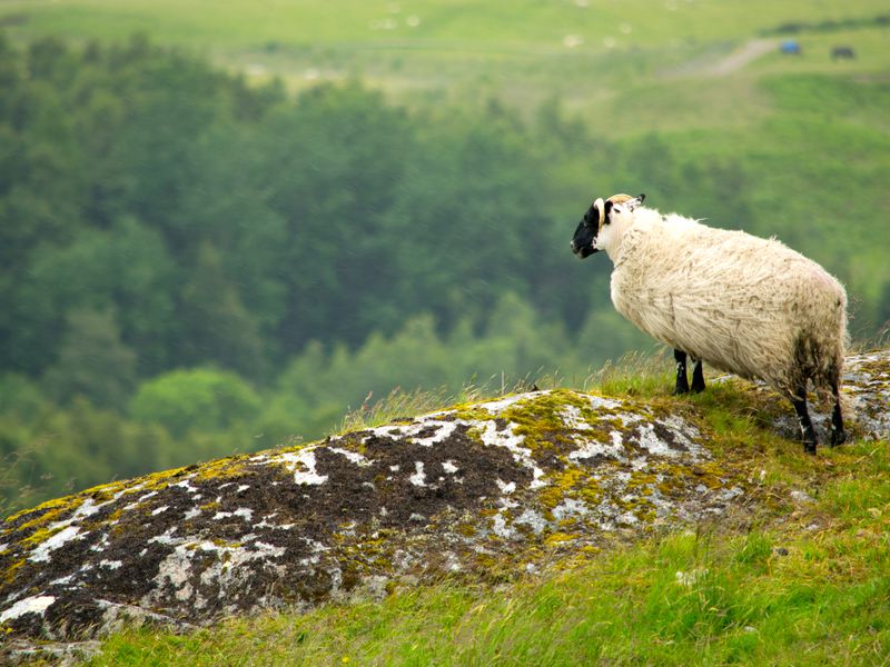 BLOG SHEEPAtEdgeOfCliff