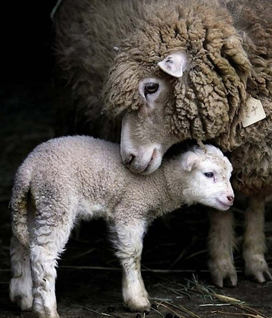 BLOG SHEEPMotherAndLam