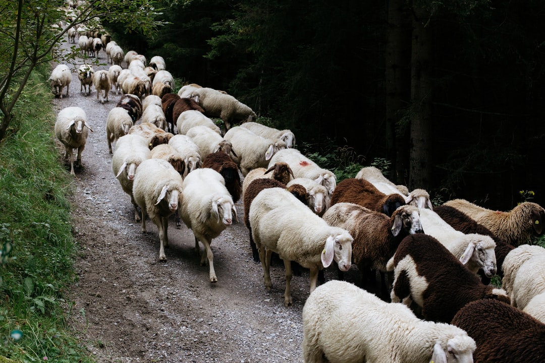 BLOG SHEEPOnPath