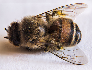 BLOGBeeDead