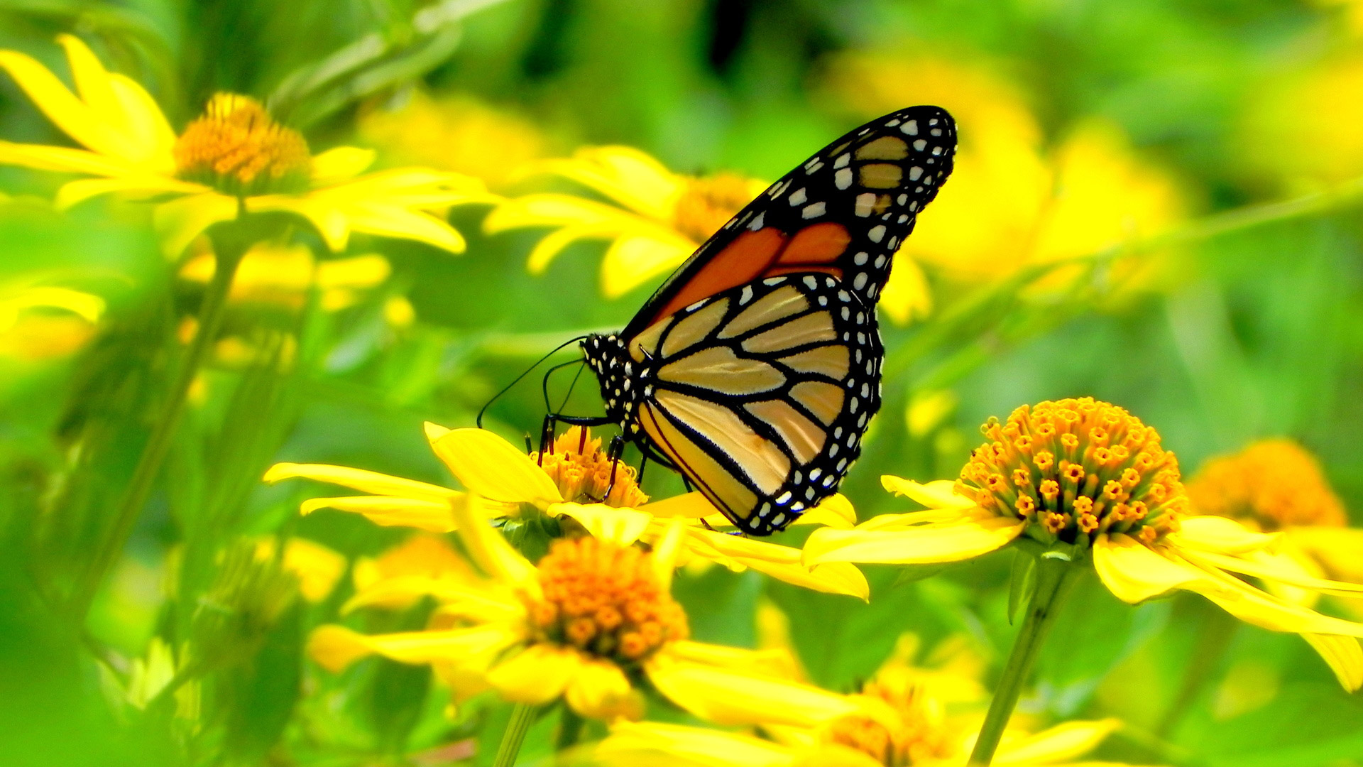 img blg Butterfly