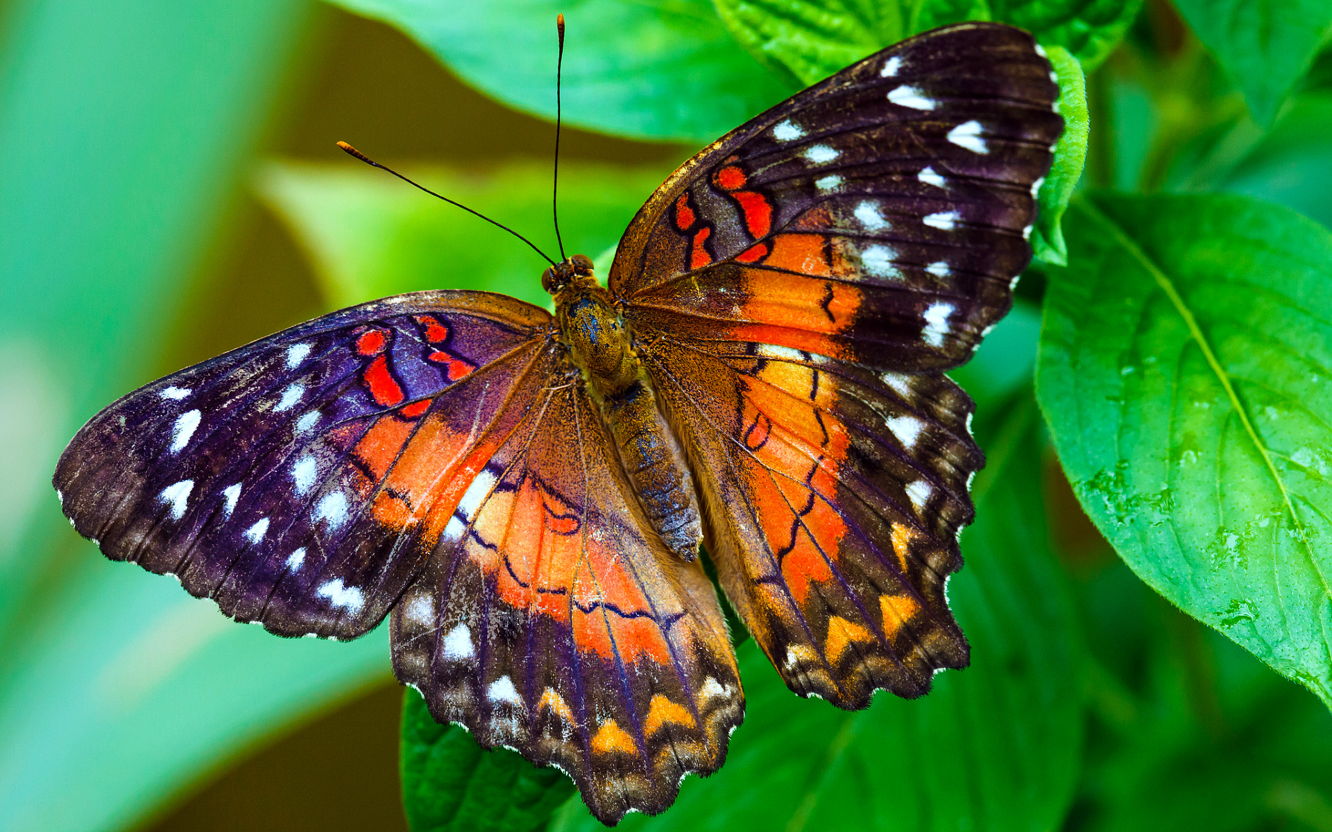 img blg ButterflyEnd