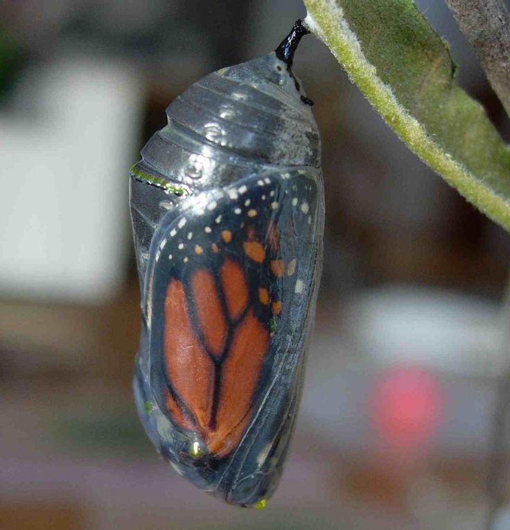 img blg MonarchCocoon