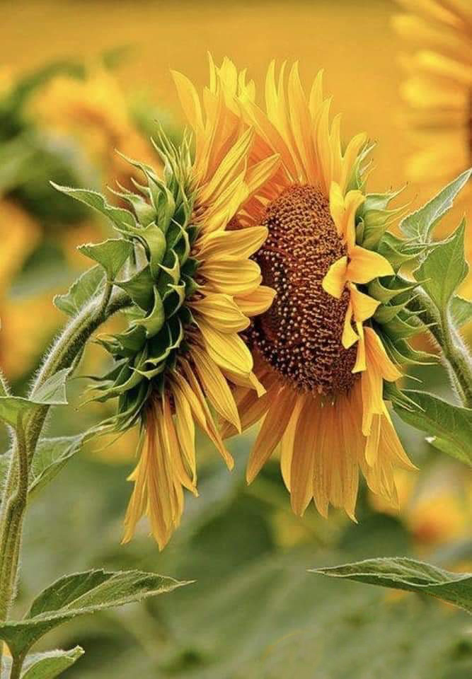 img blg SunflowerFacingEachOther2