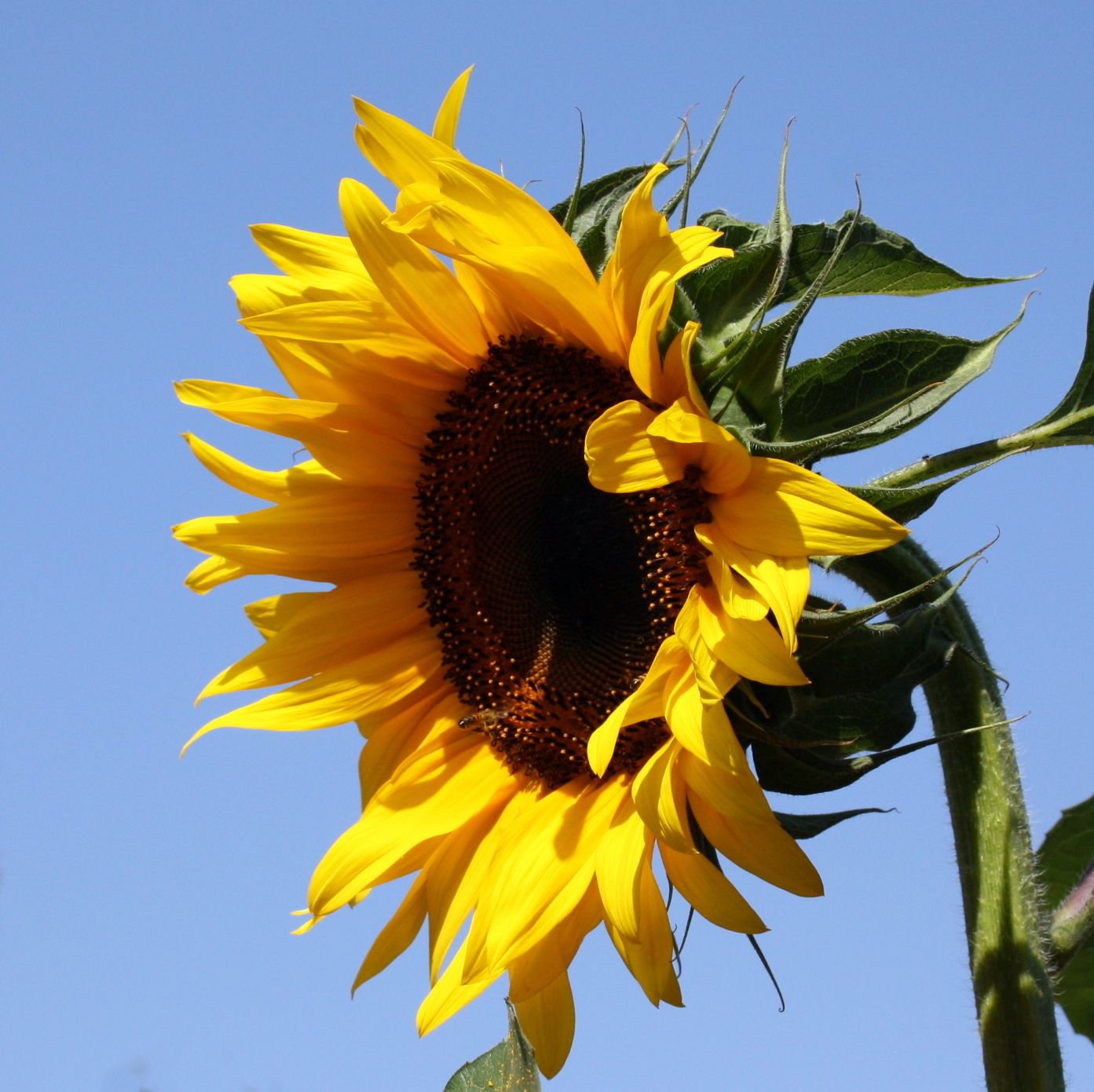 img blg SunflowerLone
