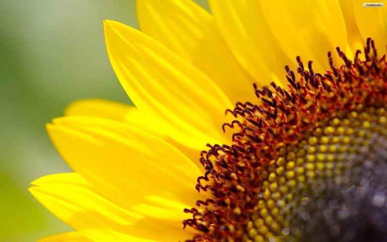 img blg SunflowerWedge