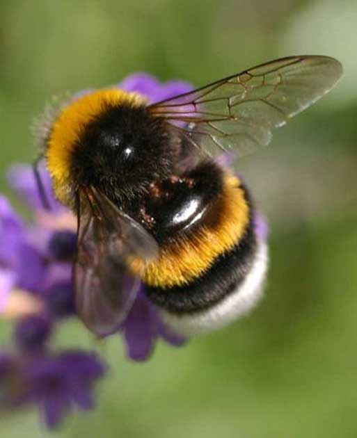 Bumblebee