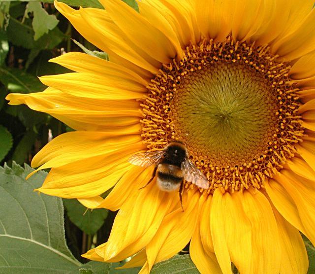 Bumblebee on sunflower