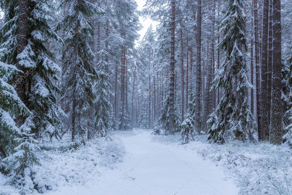 Forest in Finland