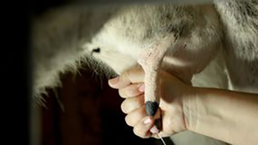Milking cow
