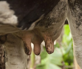 Cow Udder