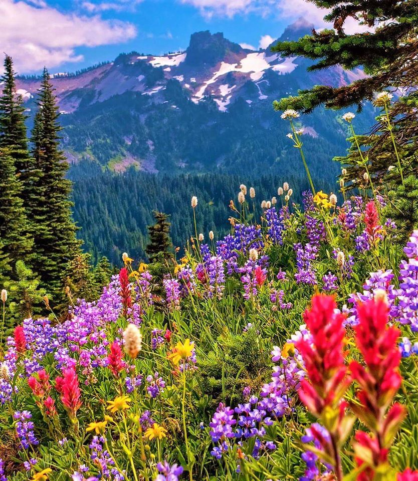 img blog MountainWildflowers
