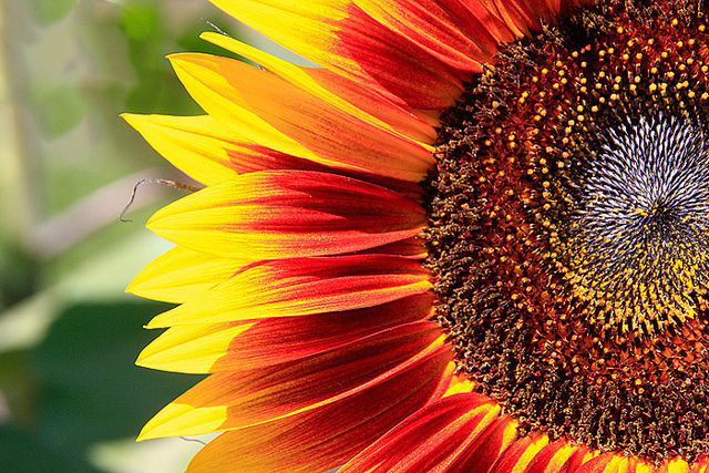 img blog SunflowerColor