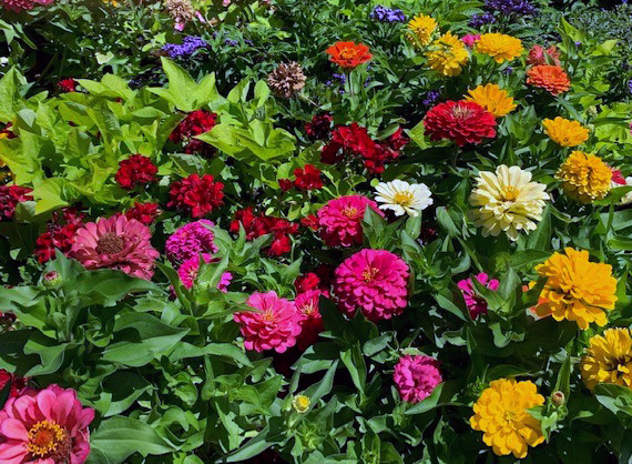 img blog TempleFlowers