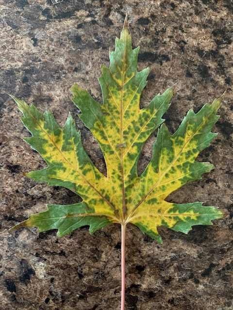 img blog leaf